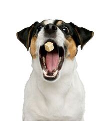 The Source Pet Snack Launcher Εκτοξευτής σνακ για κατοικίδια