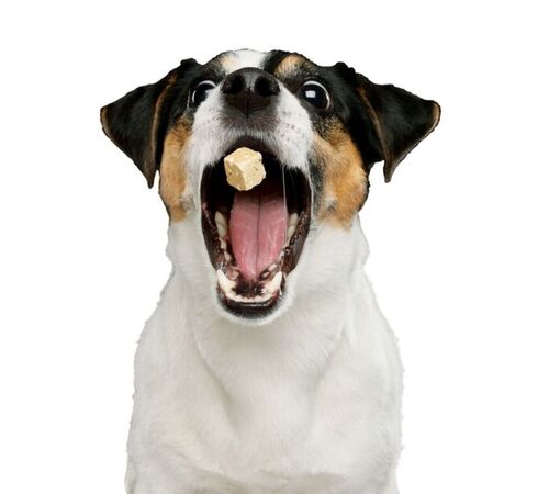 The Source Pet Snack Launcher Εκτοξευτής σνακ για κατοικίδια